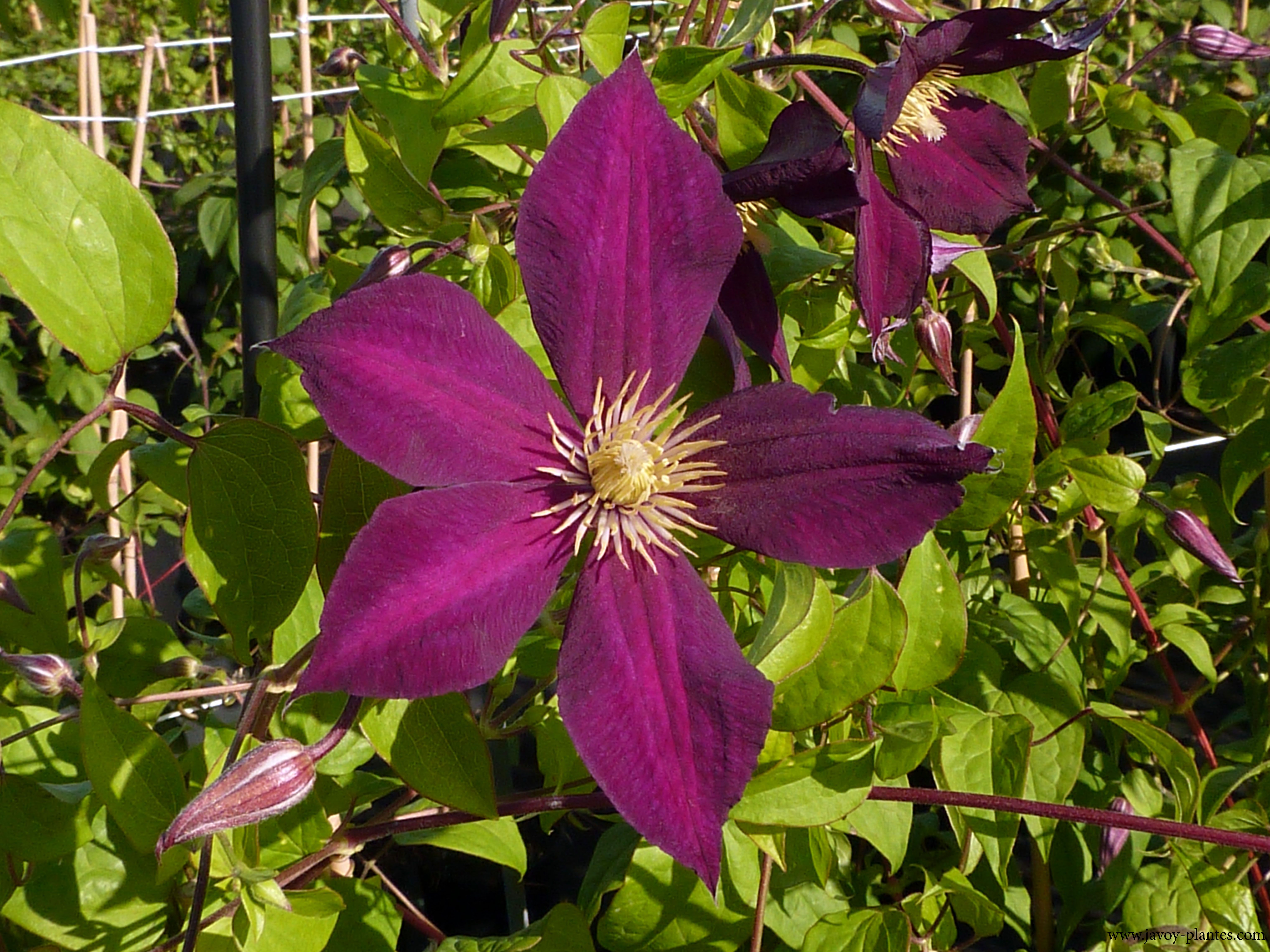 Clematis viticella 'Mikelite'